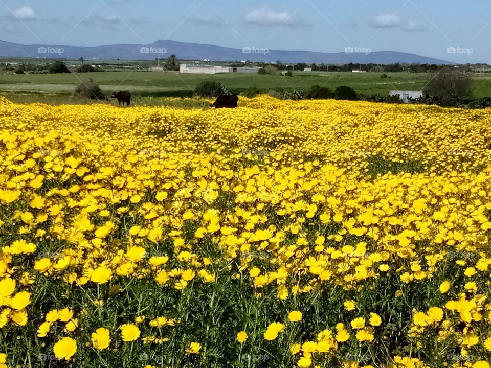 Yellow Flowers