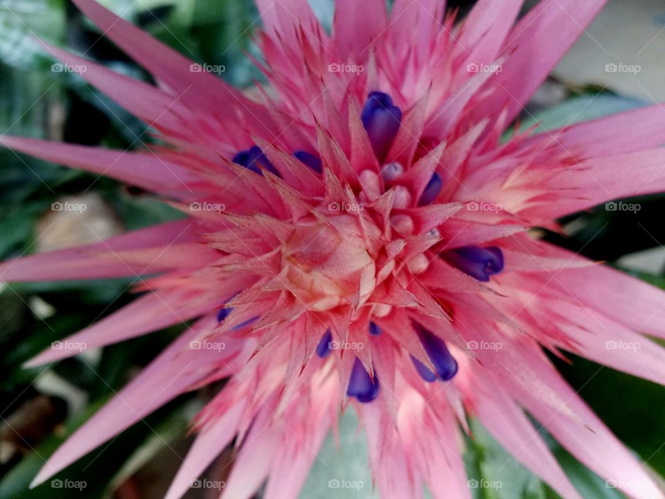 flowers within a flower in pink and purple.