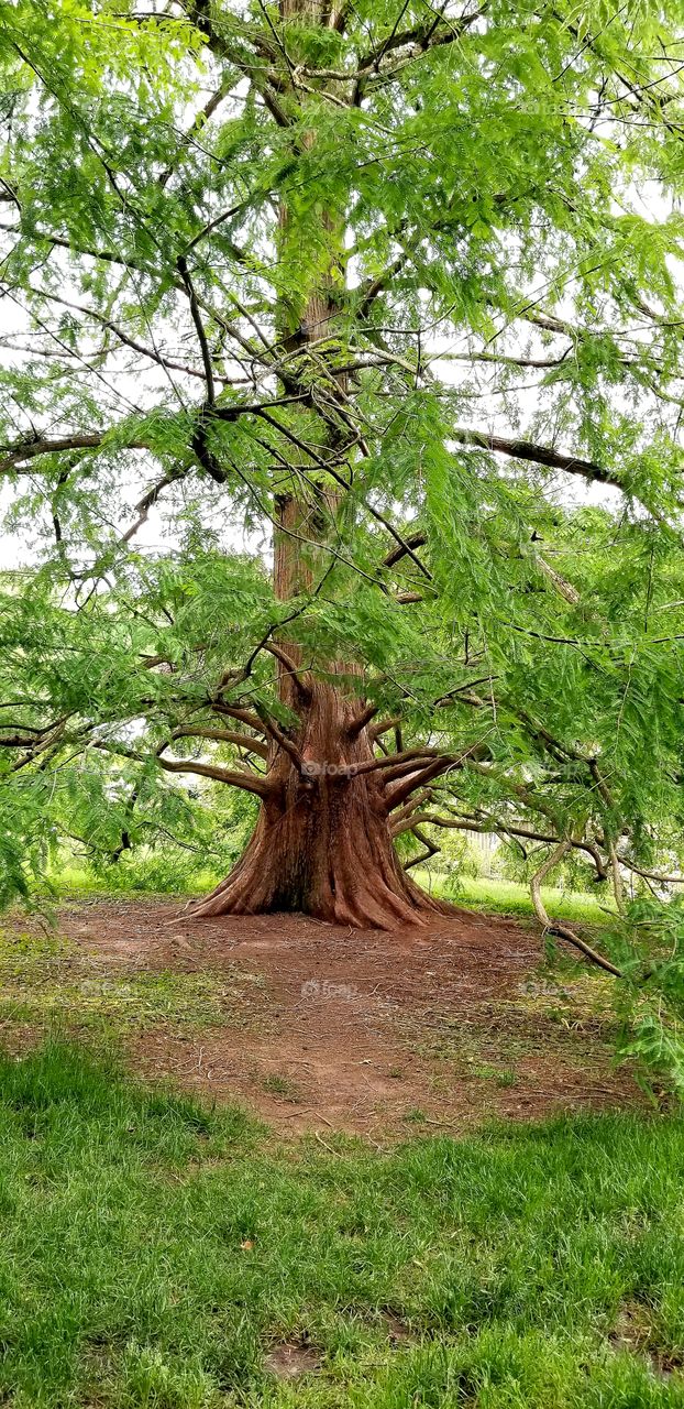 Huge tree in the park