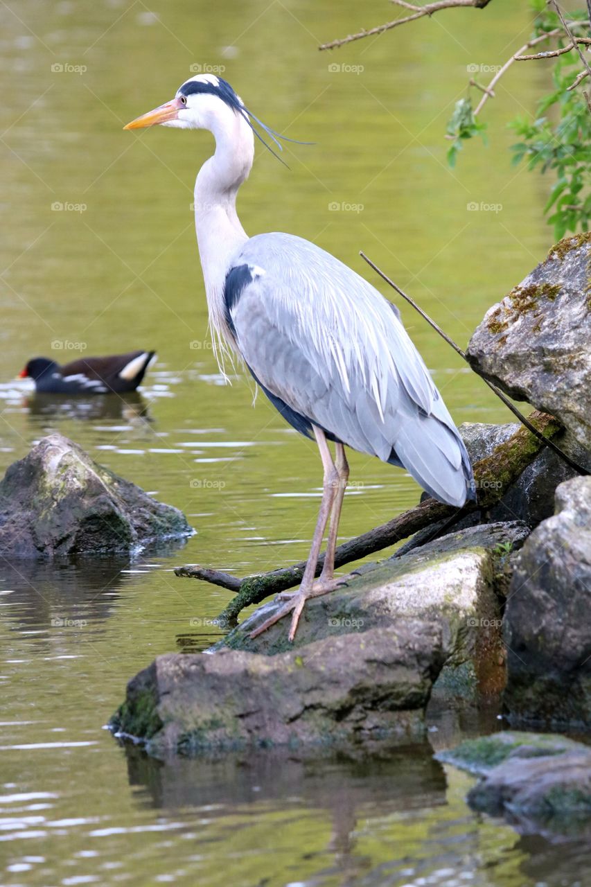 gray heron