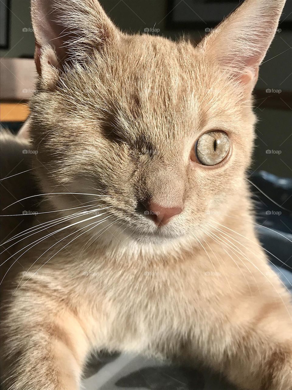The face of an orange kitten with one eye