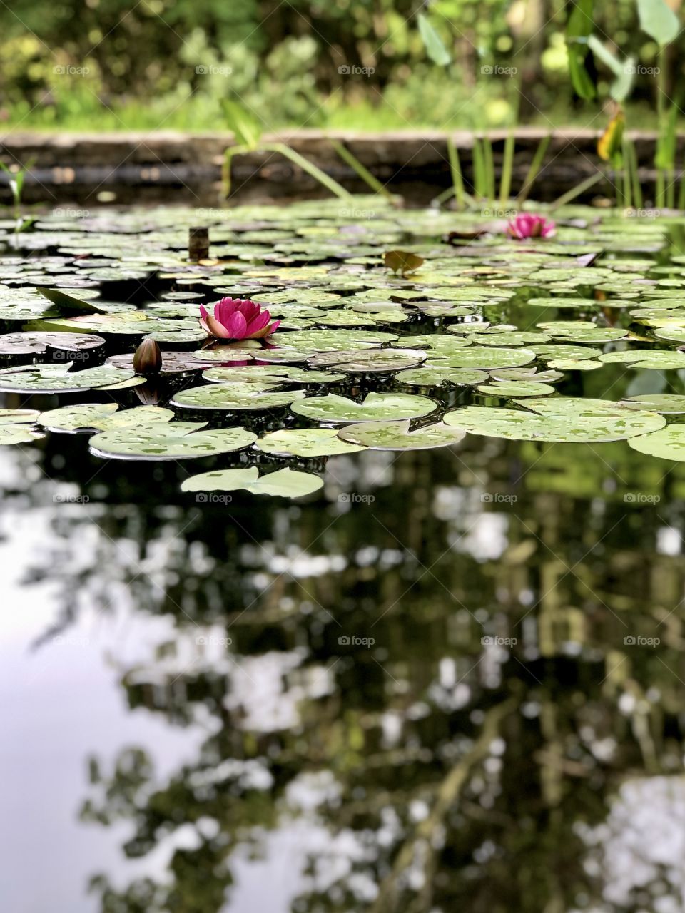 Water lilies in Japanese garden 