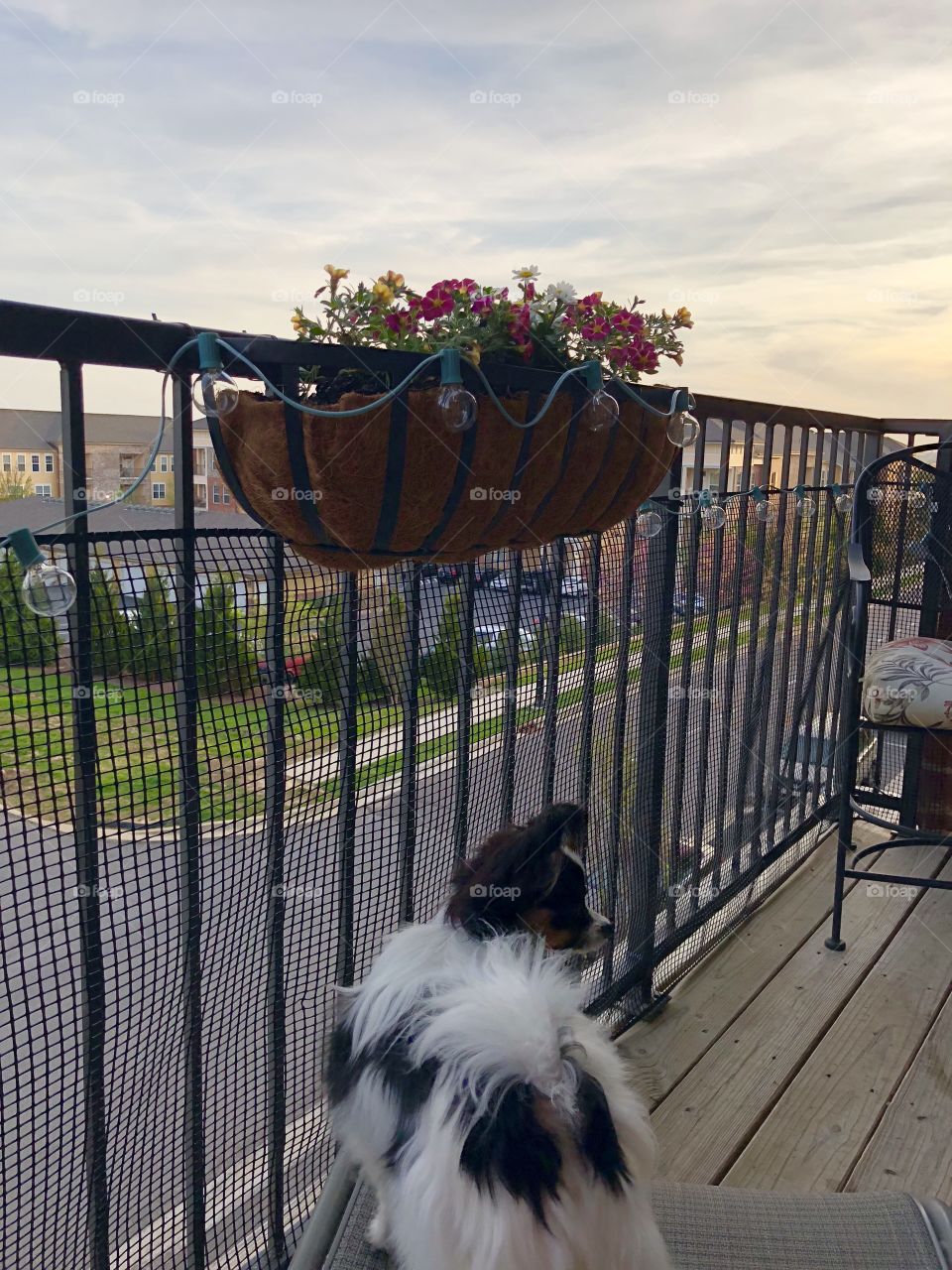 Afternoon on the balcony 