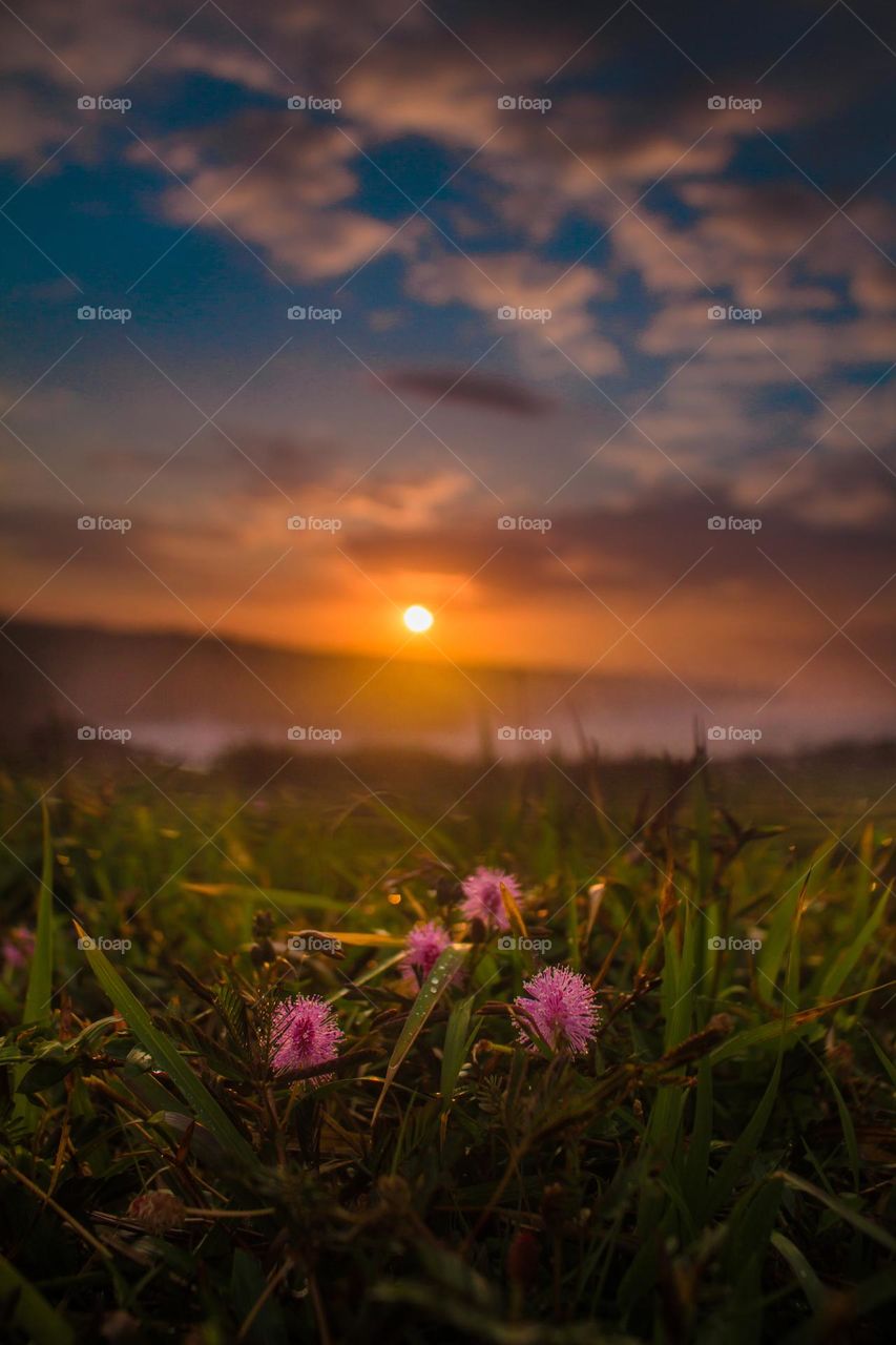 fresh grass flowers at sunrise