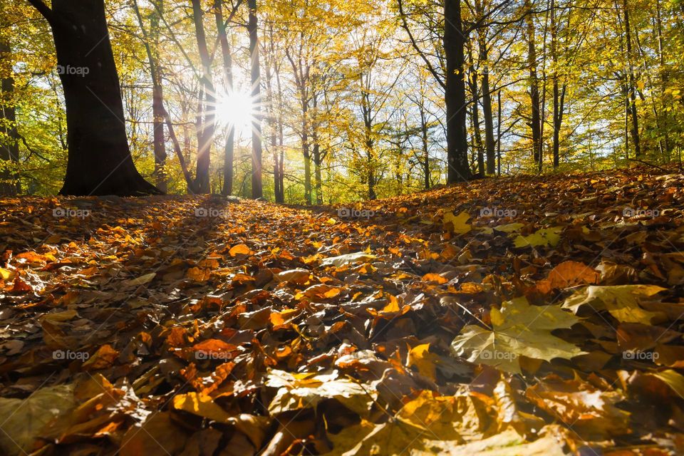 The sun is shining bright through the trees, the sunlight is reaching the ground covered with lots of colorful fall leaves 