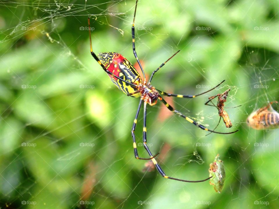 Japanese spider on the web