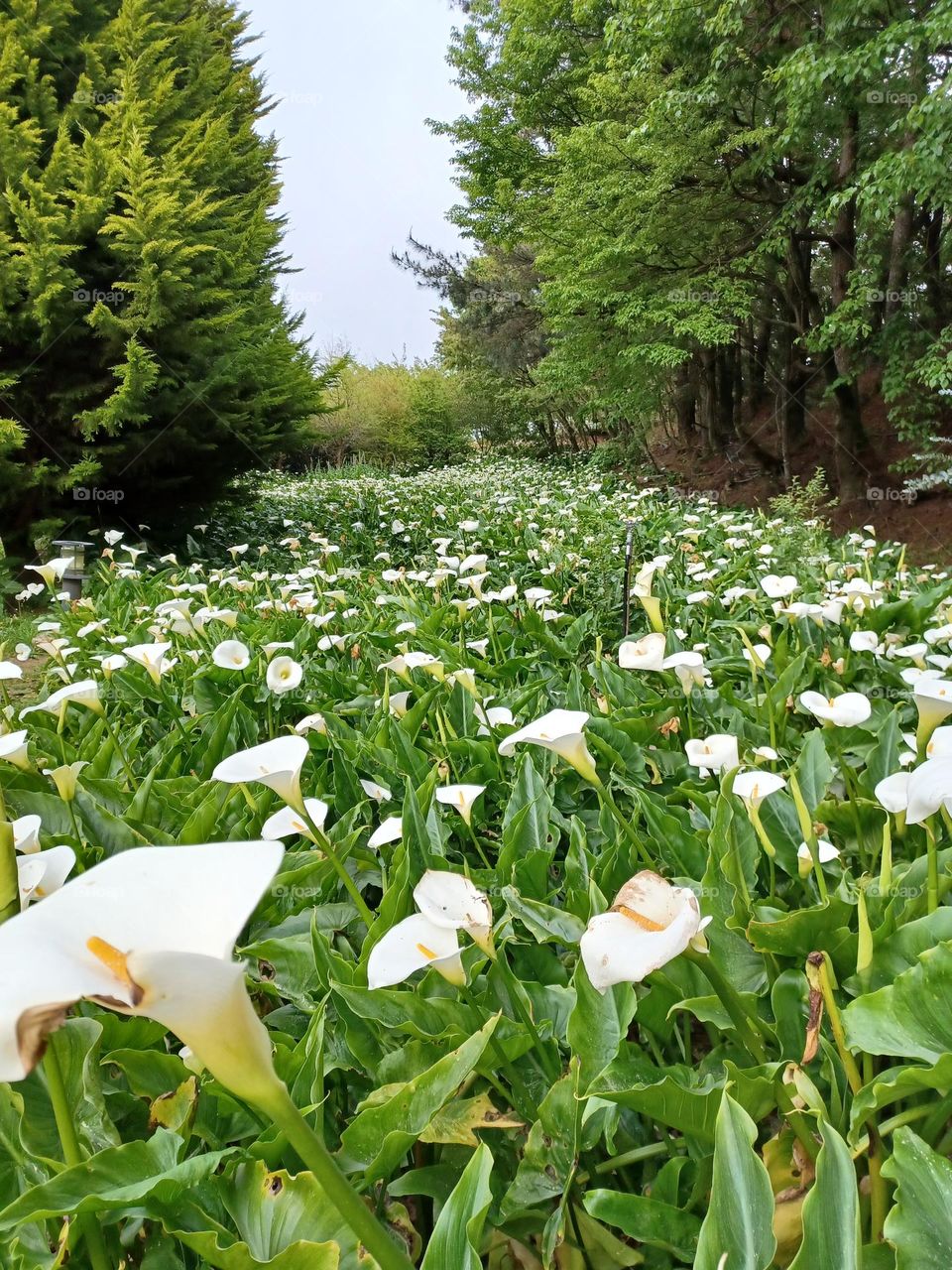 Plants around us -- white flower field in the farm.