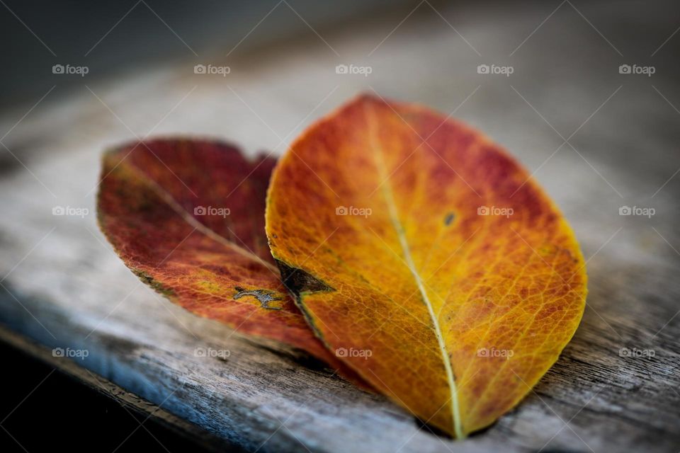 Autumn season