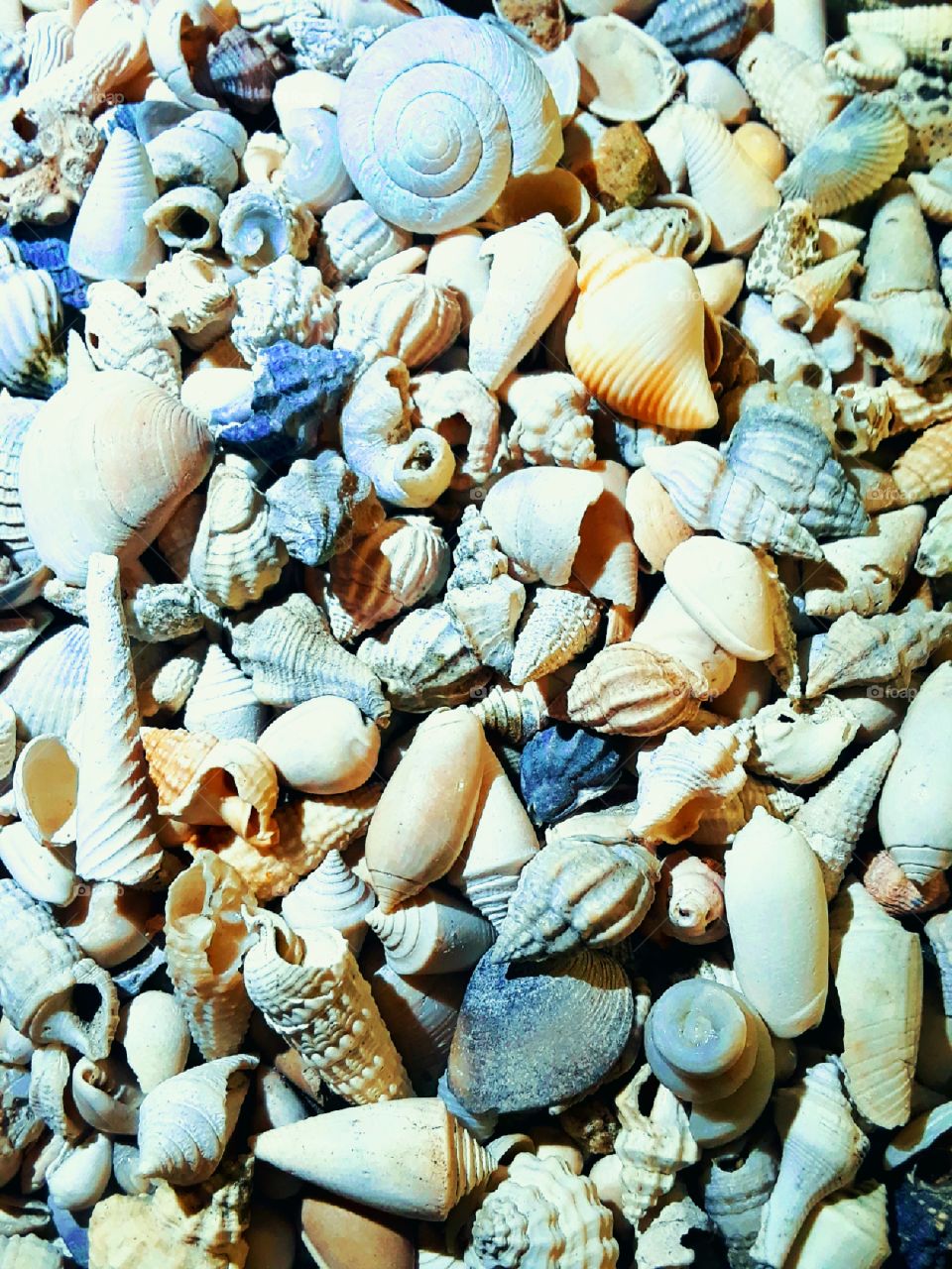 bright colorful seashells