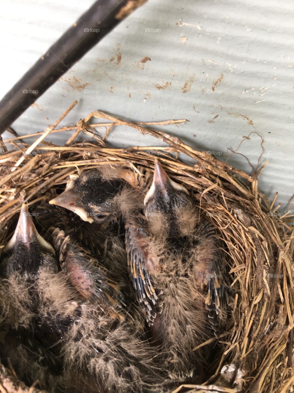 Robin chicks in a nest. 