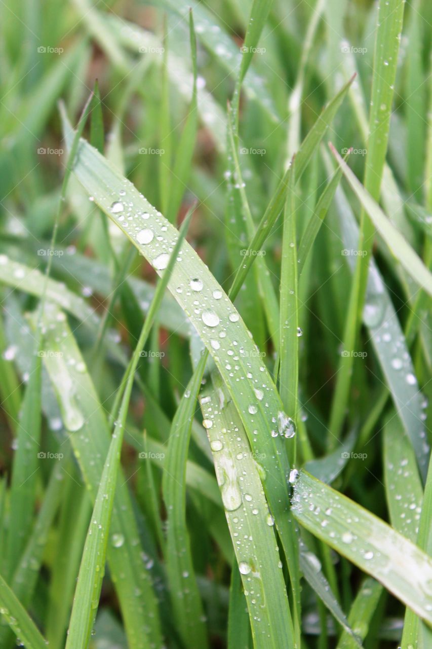 Watery grass