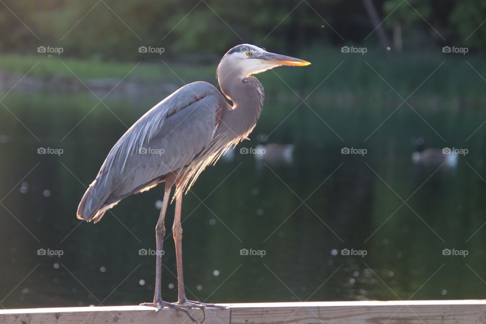 Blue Heron at pond in northern Ohio, USA