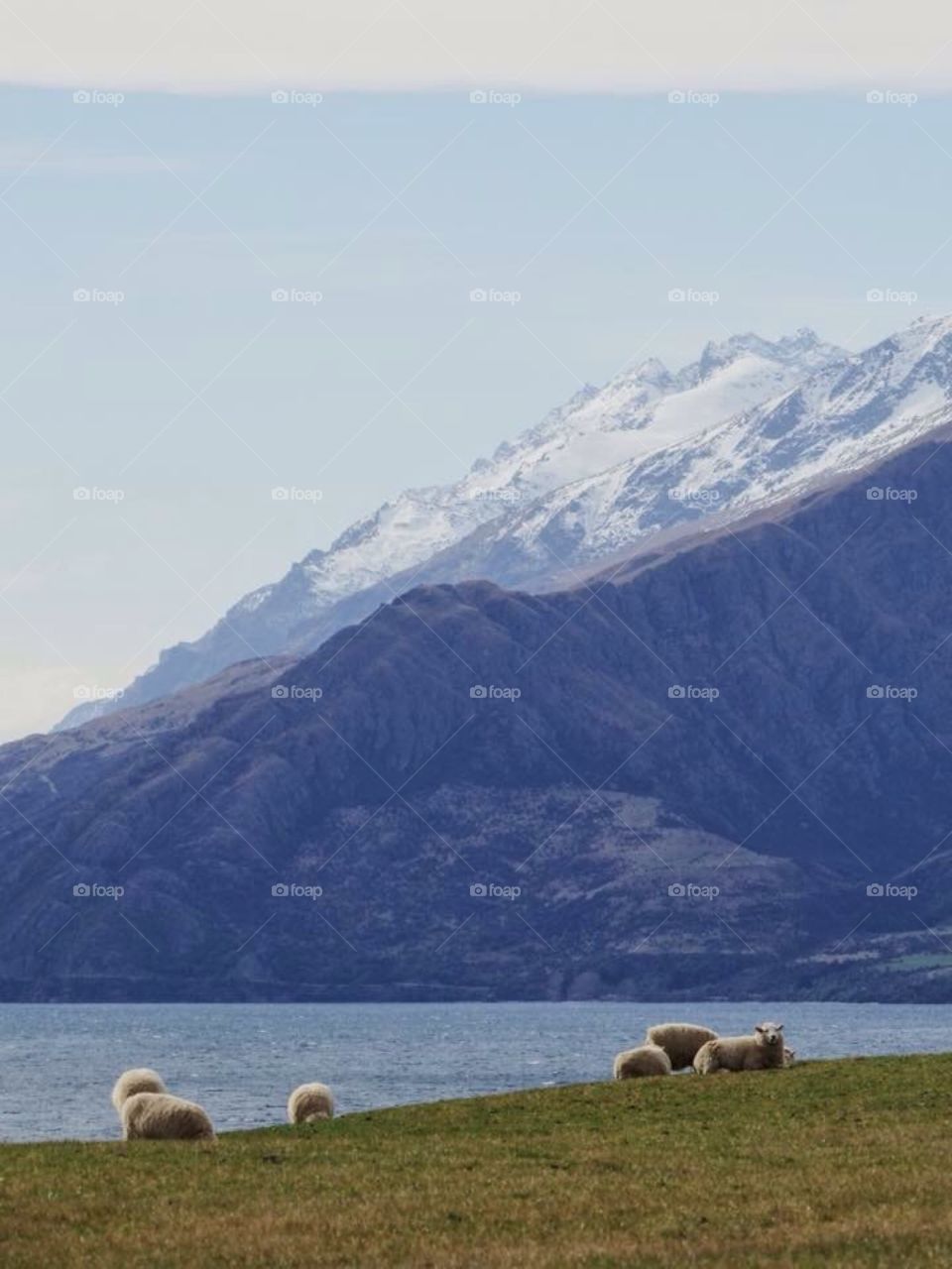 Sheep taking in the view