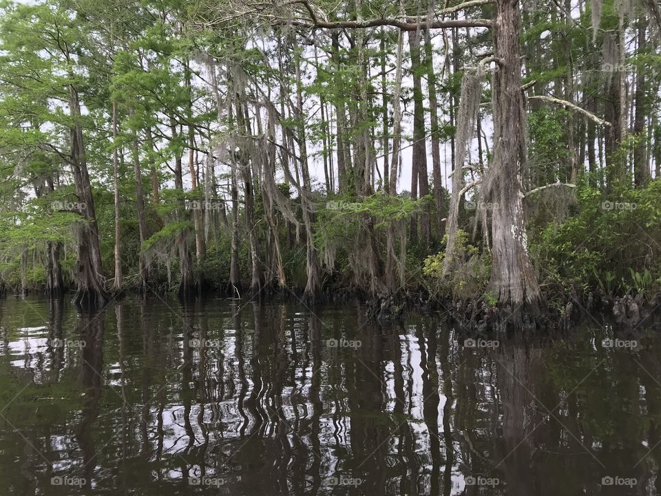 Reflections on the bayou
