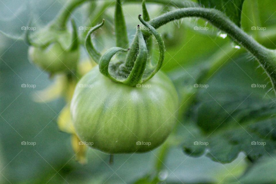 Tomato on the vine!