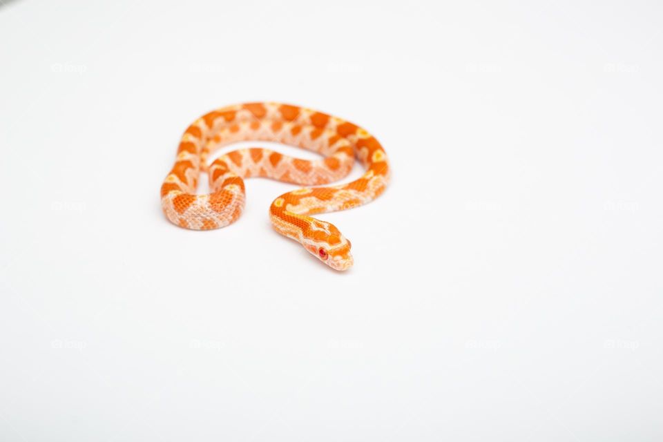 Baby corn snake