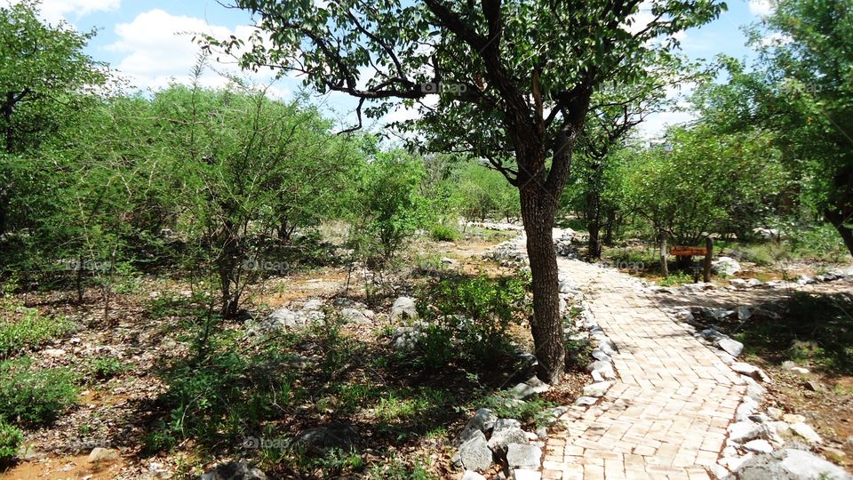 Footpath in the bush