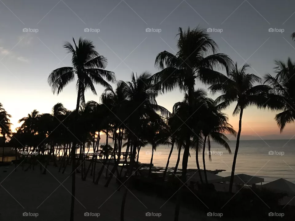 Palms at dawn, tourist delight 