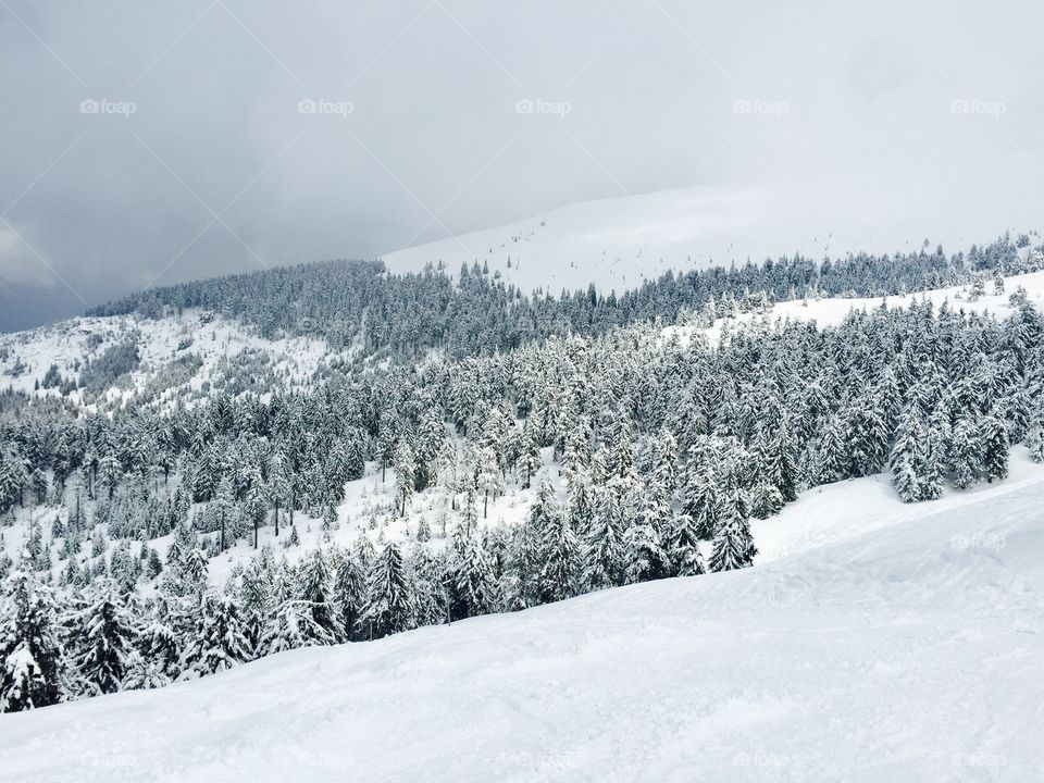 Forest of trees covered in snow in an idyllic landscape