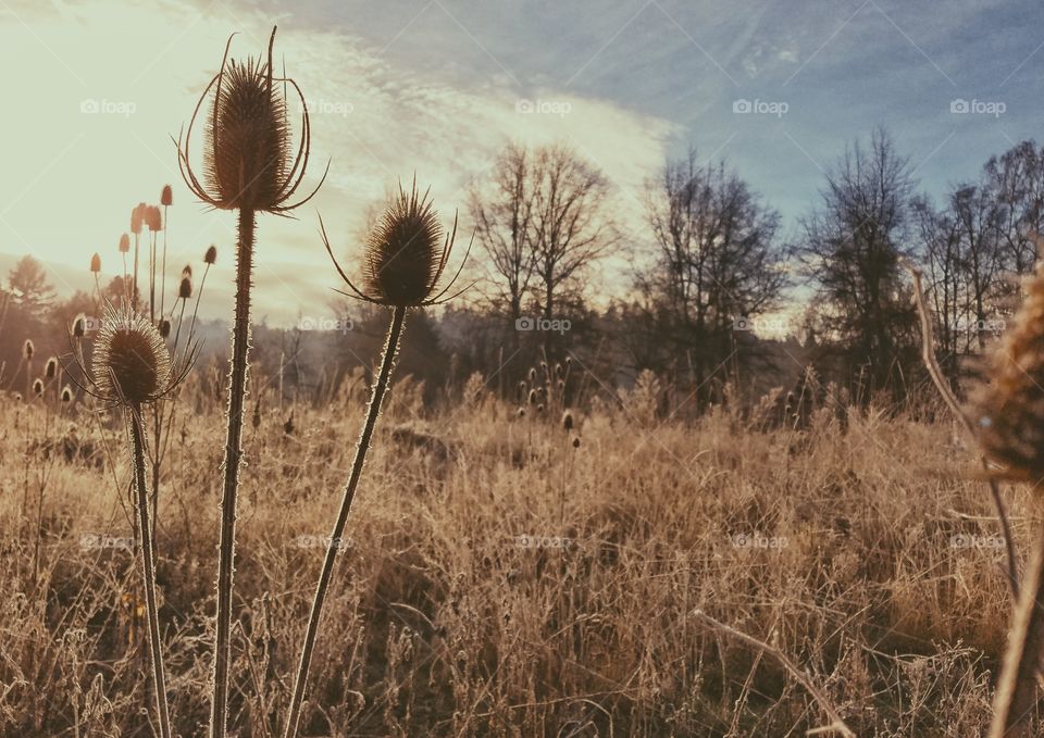 wild grass under cold weather