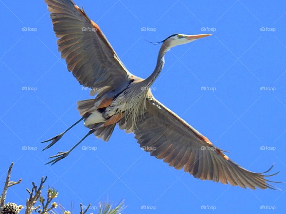 Great Blue Heron