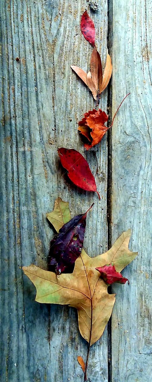 first signs of autumn red purples golden brown leaves on wooden steps