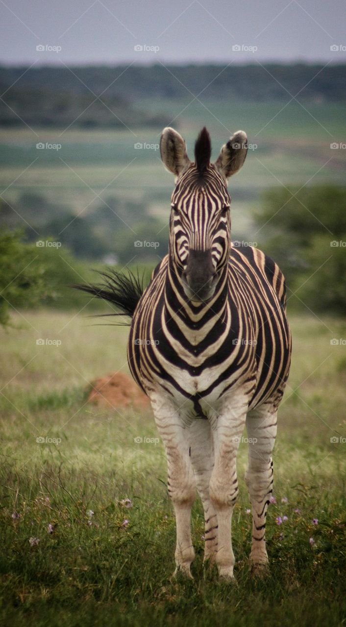 just a beautiful zebra