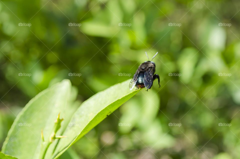 Carpenter Bee On Lime Leaf