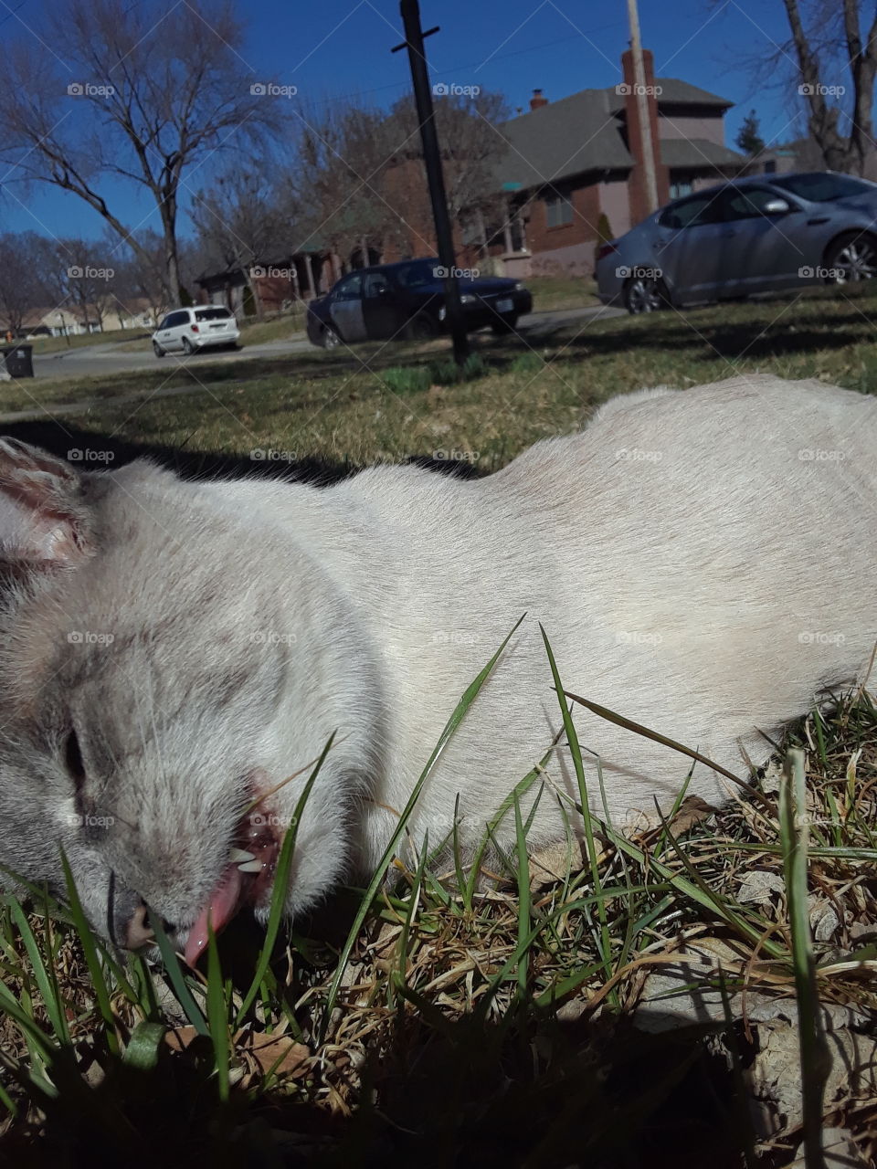 Siamese Tabby Cat Eating Grass