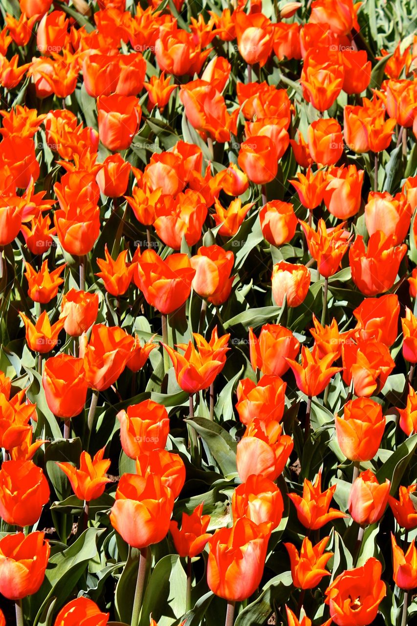 Tulip Garden