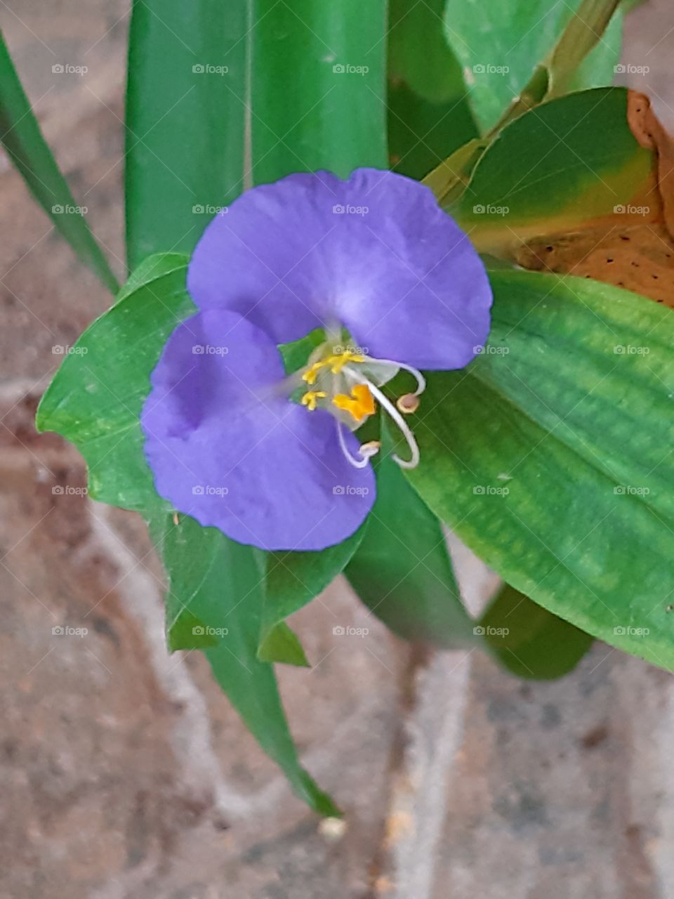florzinha azul 6