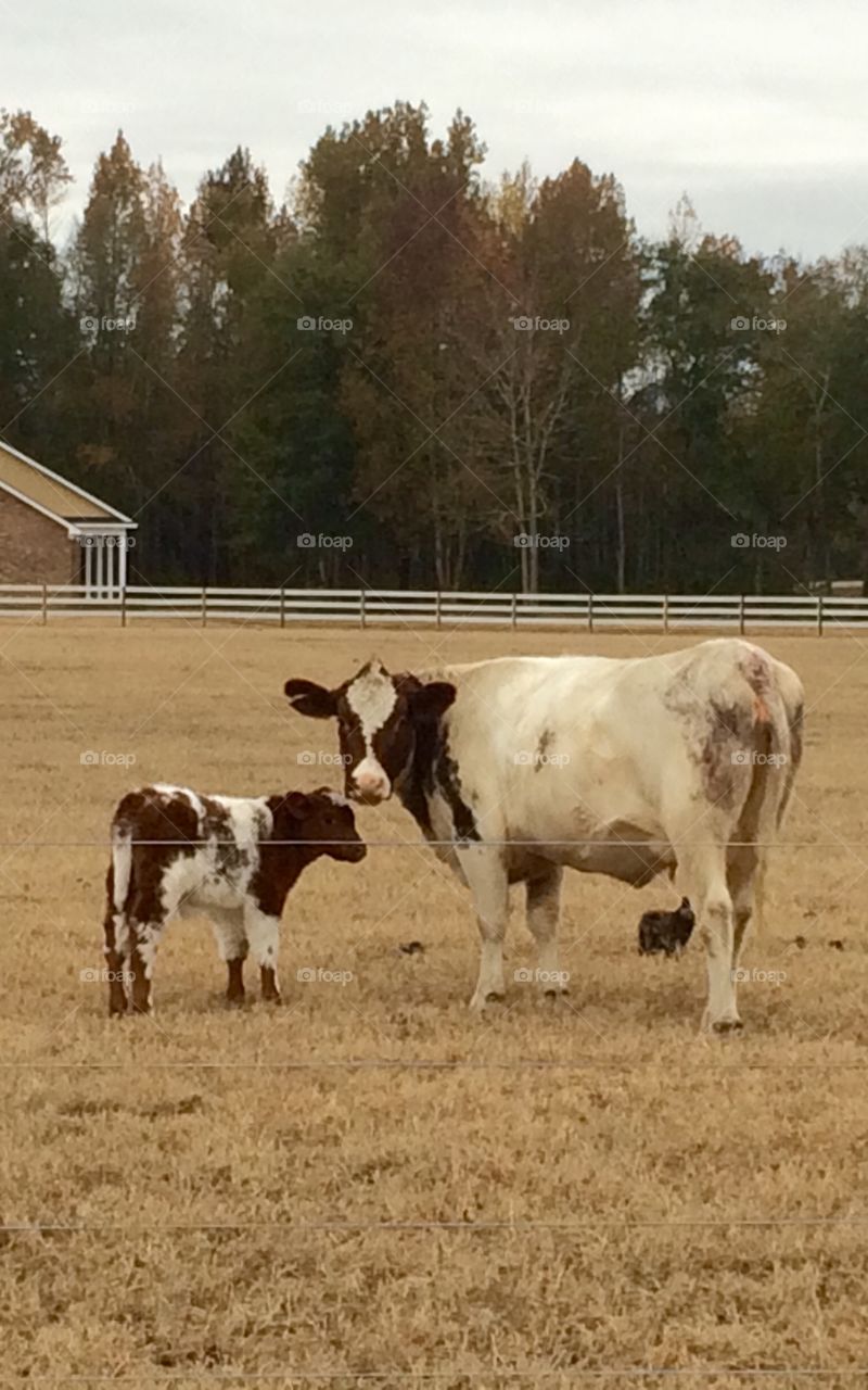 Mama and baby cow