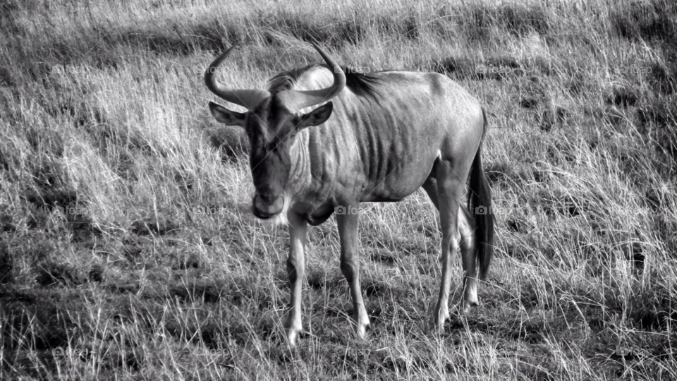 black and white africa safari waterbuck by daniel.stephens.50596