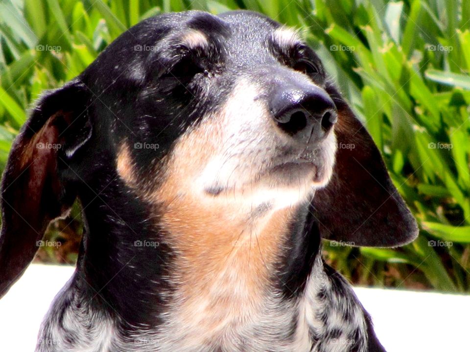 Our Dapple Dachshund chilling near the pool