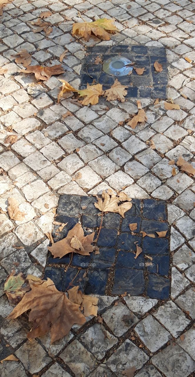 first dead leaves in late August on Lisbon pavement