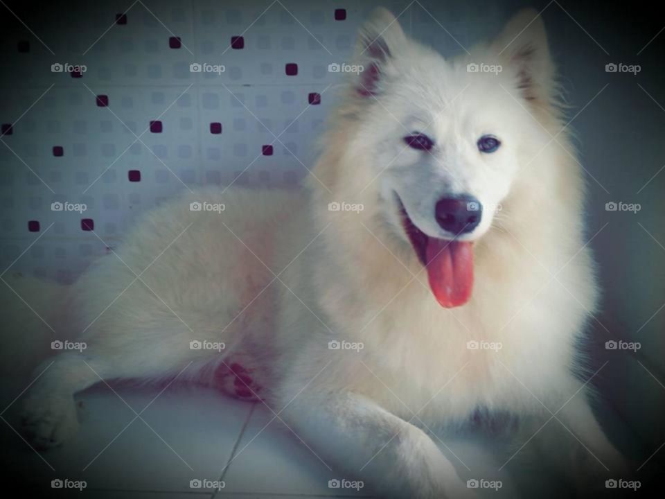 En esta foto a color, se ve un canino de raza Samoyedo, resalta el color blanco de su pelo, el negro de sus ojos y su nariz, y el rosado de su lengua.