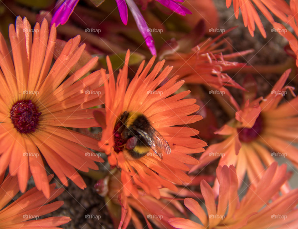 Busy bee in the summer sun 