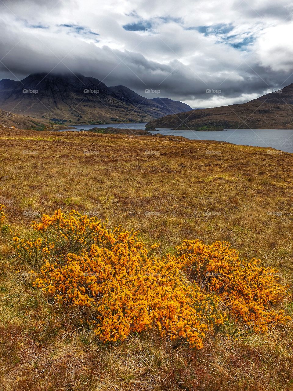 Cloudy skies over mountains by Loch Lurgainn in Ullapool, Scotland. Beautiful yellow and orange gorse in the foreground of this wild terrain.