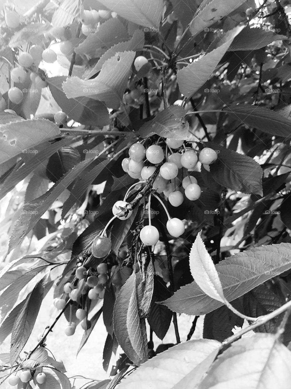black & white berries