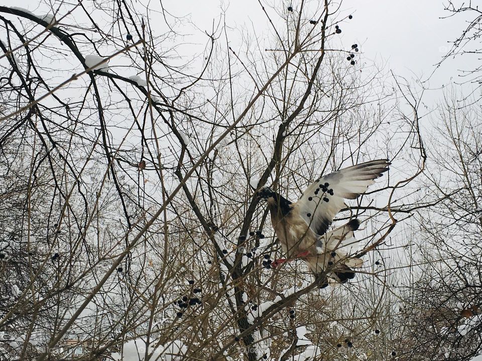 Winter and bird