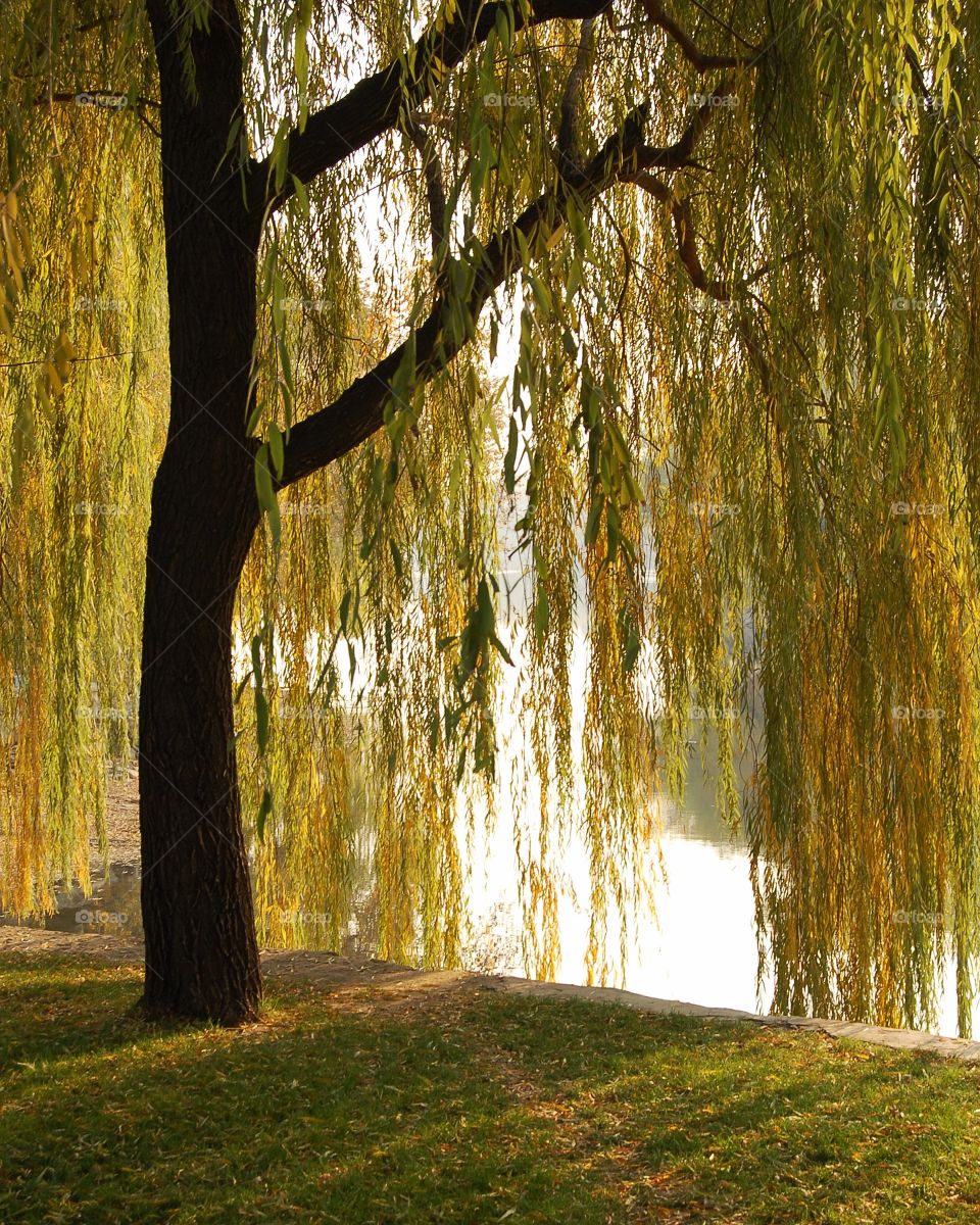 Willow at the Summer Palace