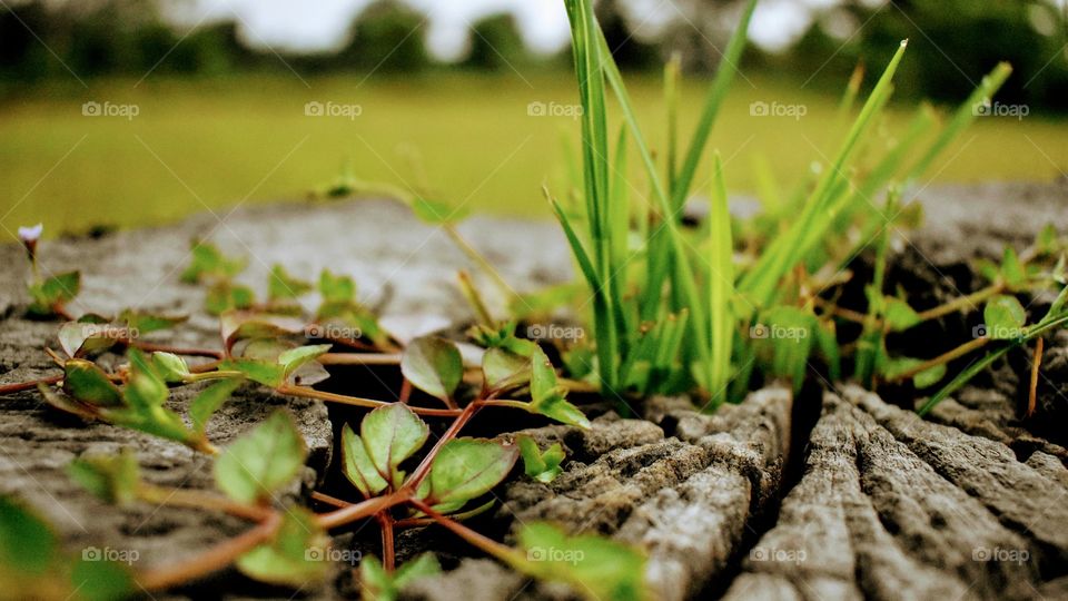 Grass On Wood