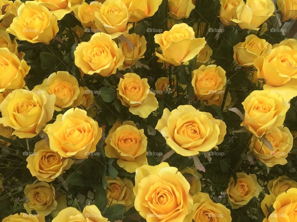 Yellow roses on the background.