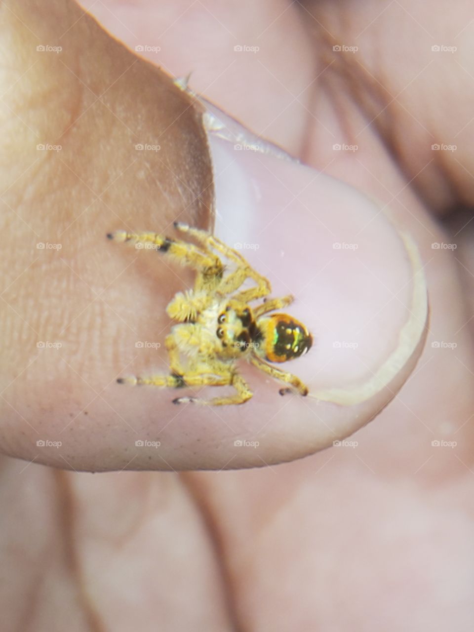 My pet jumping spider, Tophee, hanging out on my hand.