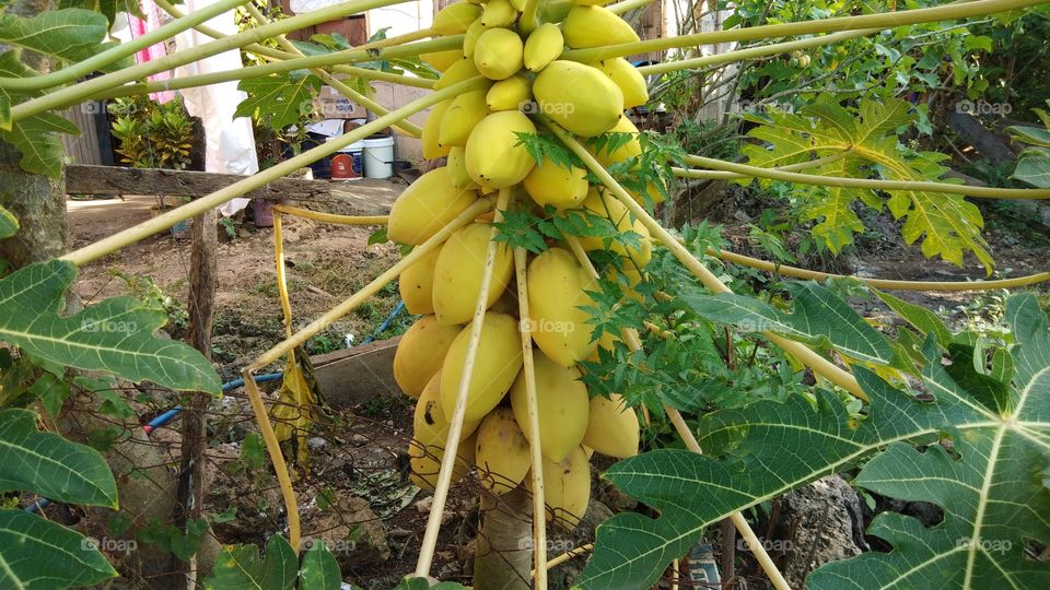 Yellow PAPAYA fruit!