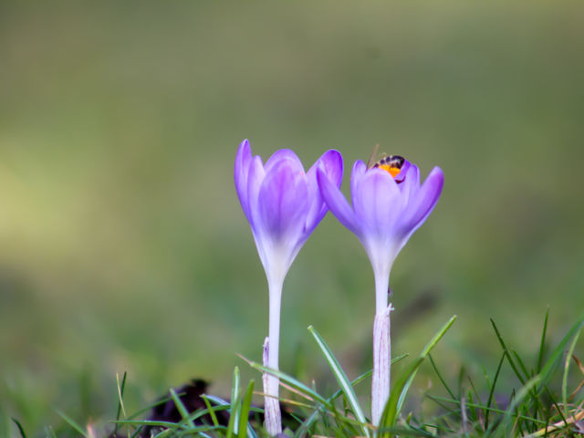 Spring is coming