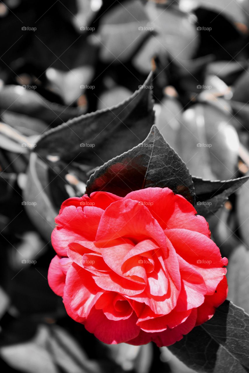 Red Flower in the Spring