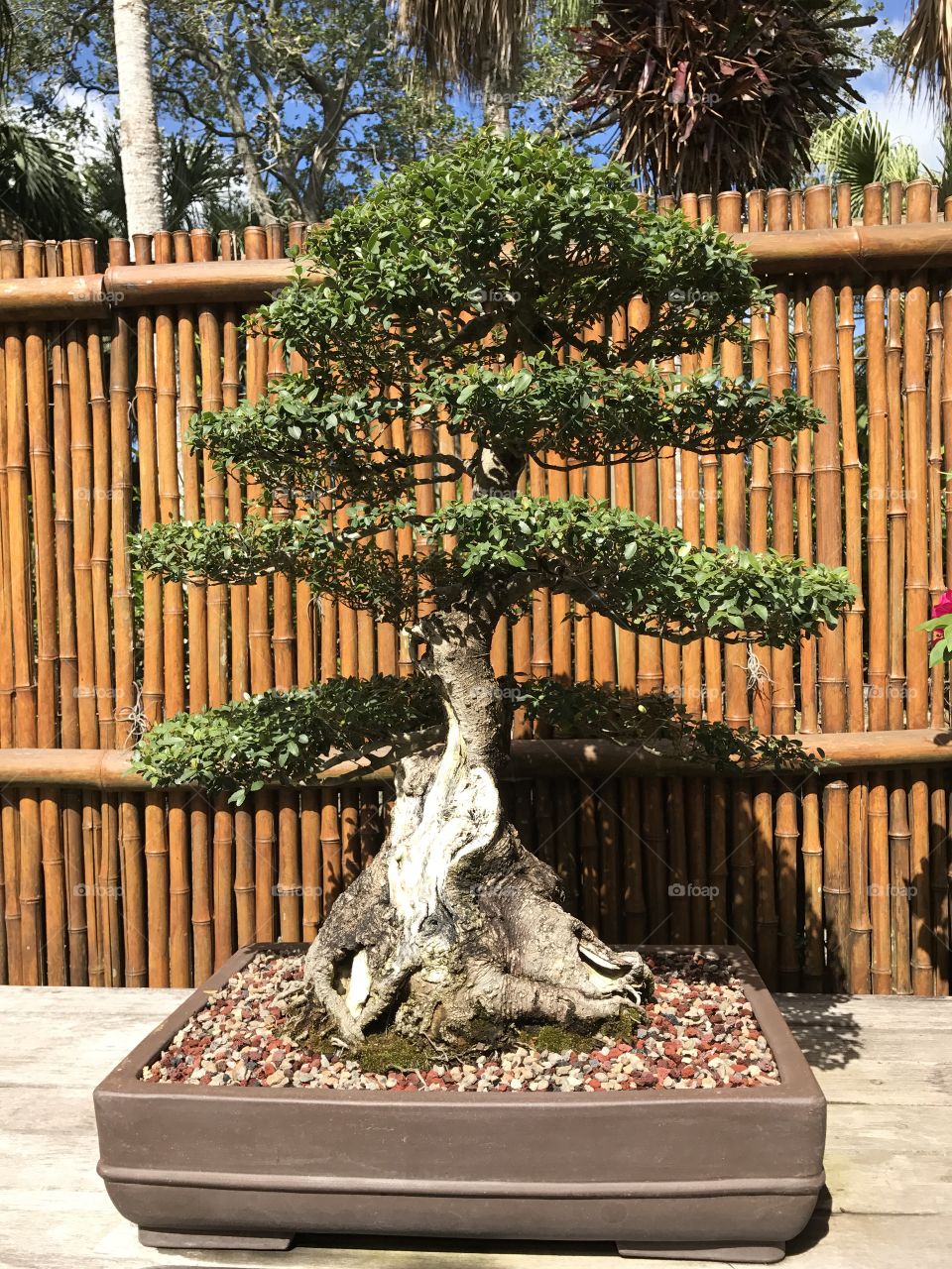 Bonsai tree