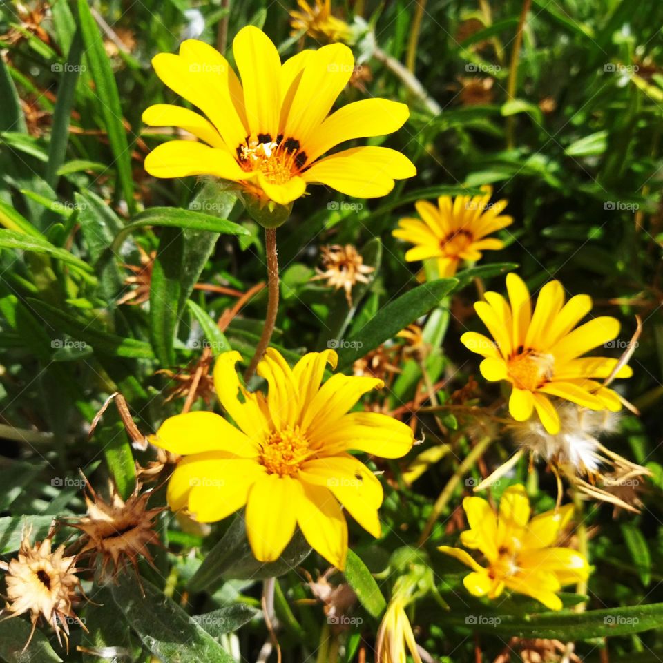 beautiful yellow flowers