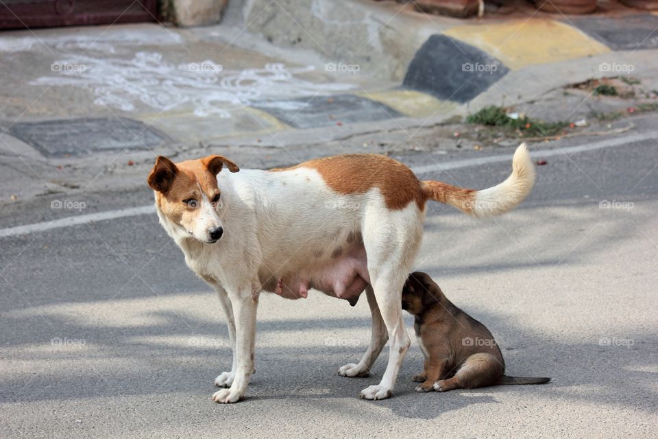 the young puppy feeding